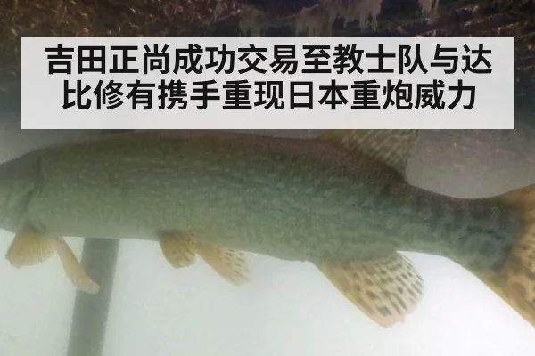 吉田正尚成功交易至教士队与达比修有携手重现日本重炮威力