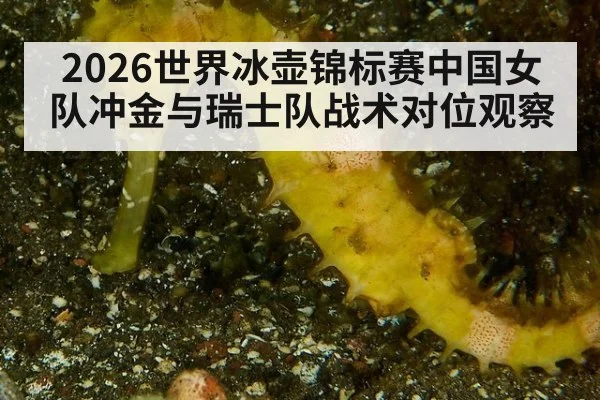 2026世界冰壶锦标赛中国女队冲金与瑞士队战术对位观察